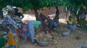 Travail du néré dans une coopérative de femmes du sud ouest du Burkina